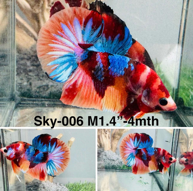 Live Male Betta Galaxy Nemo Plakat (Sky-006) S234 High quality what you see what you get!!