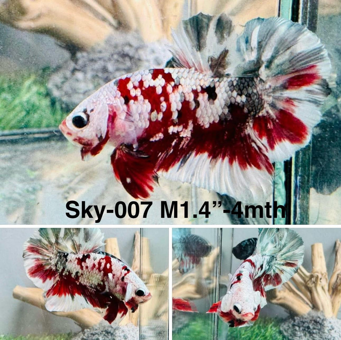 Live Male Betta Red Galaxy Copper Plakat (Sky-007) High quality what you see what you get!!