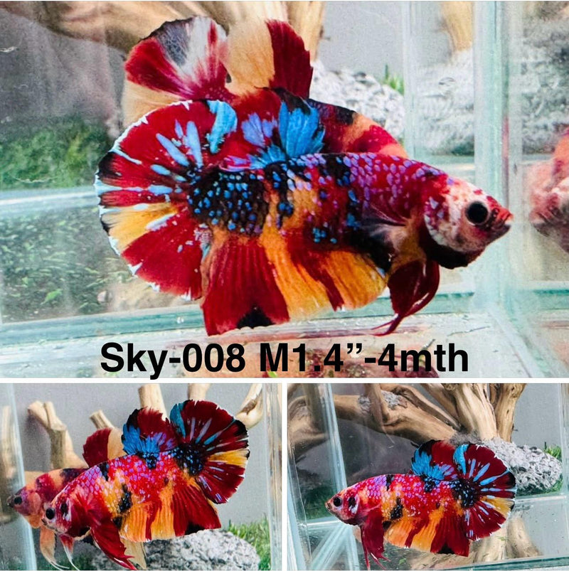 Live Male Betta Galaxy Nemo Plakat (Sky-008) S235 High quality what you see what you get!!