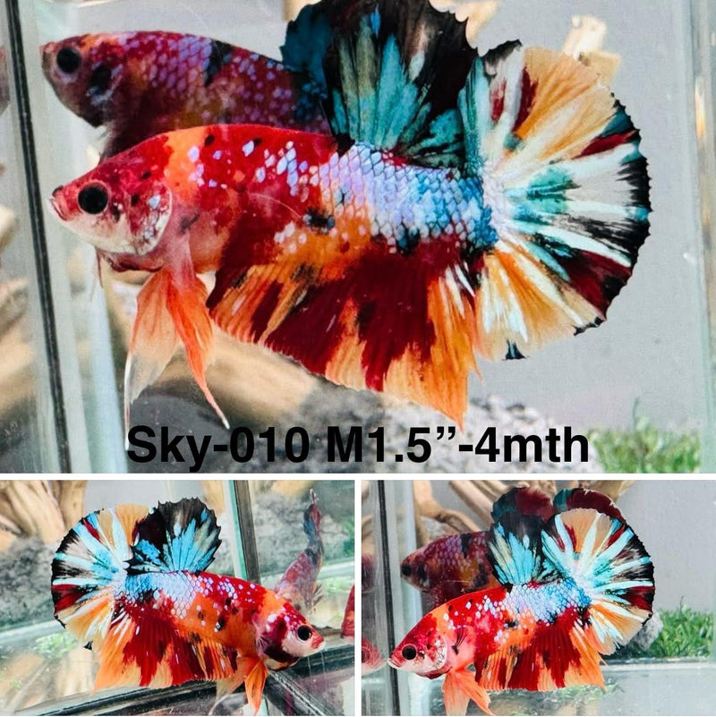 Live Male Betta Red Galaxy Nemo Plakat (Sky-010) S237 High quality what you see what you get!!