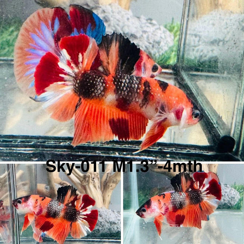 Live Male Betta Orange Copper Nemo Plakat (Sky-011) S238 High quality what you see what you get!!