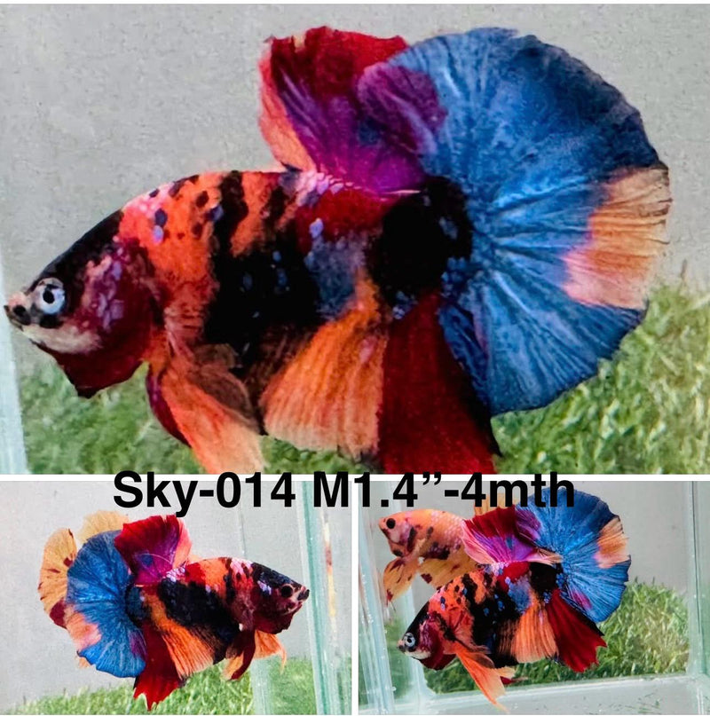 Live Male Betta Galaxy Nemo Plakat (Sky-014) High quality what you see what you get!!