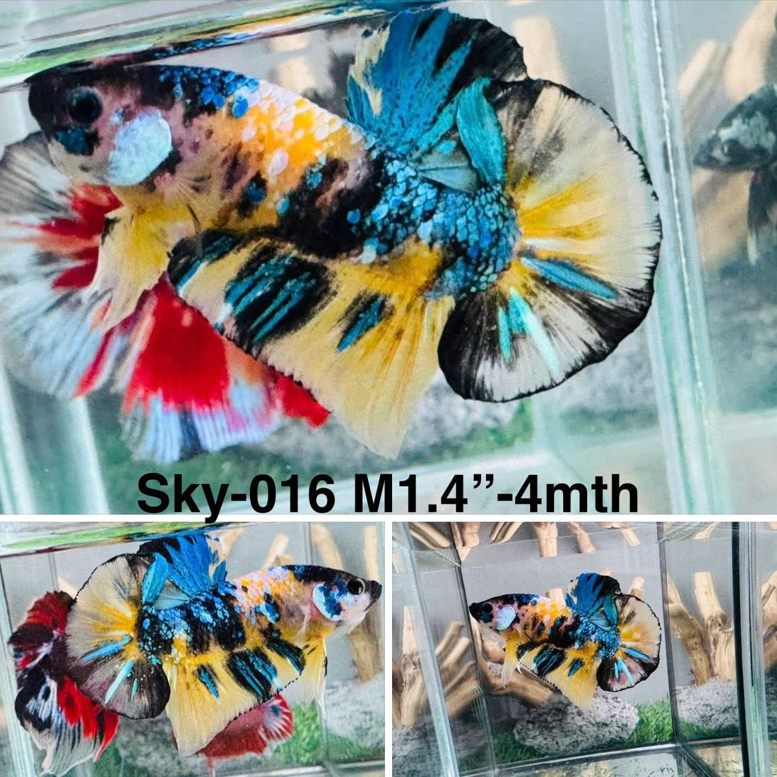 Live Male Betta Yellow Galaxy Koi Plakat (Sky-016) High quality what you see what you get!!