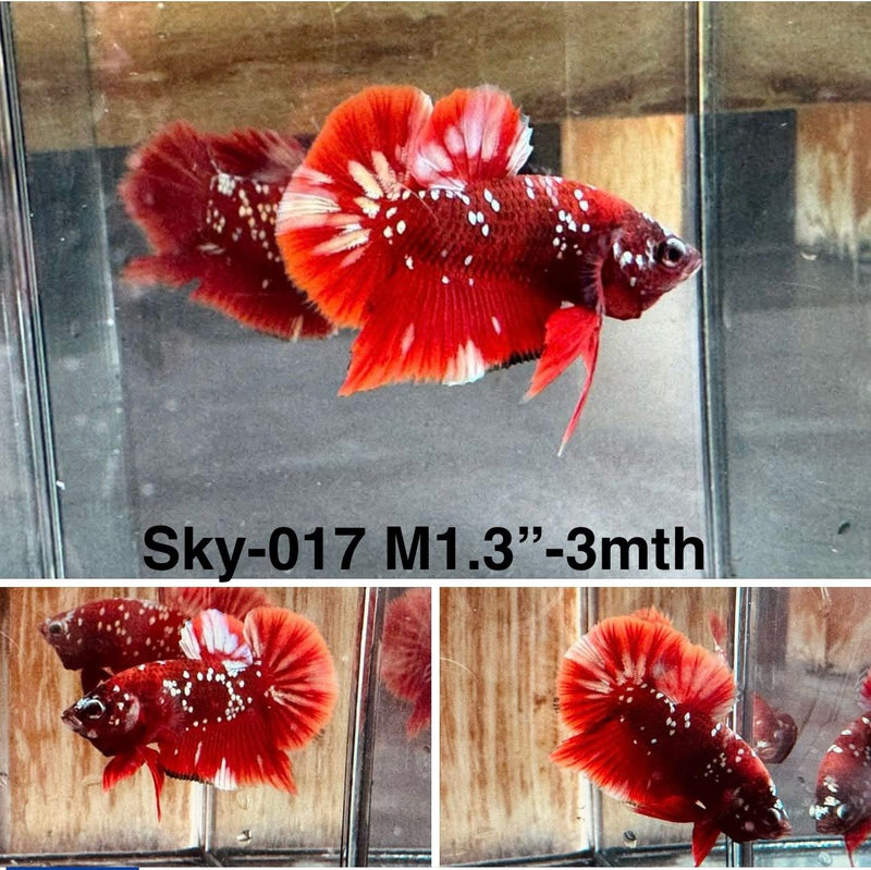 Live Male Betta Red Galaxy stardust Plakat (Sky-017) High quality what you see what you get!!