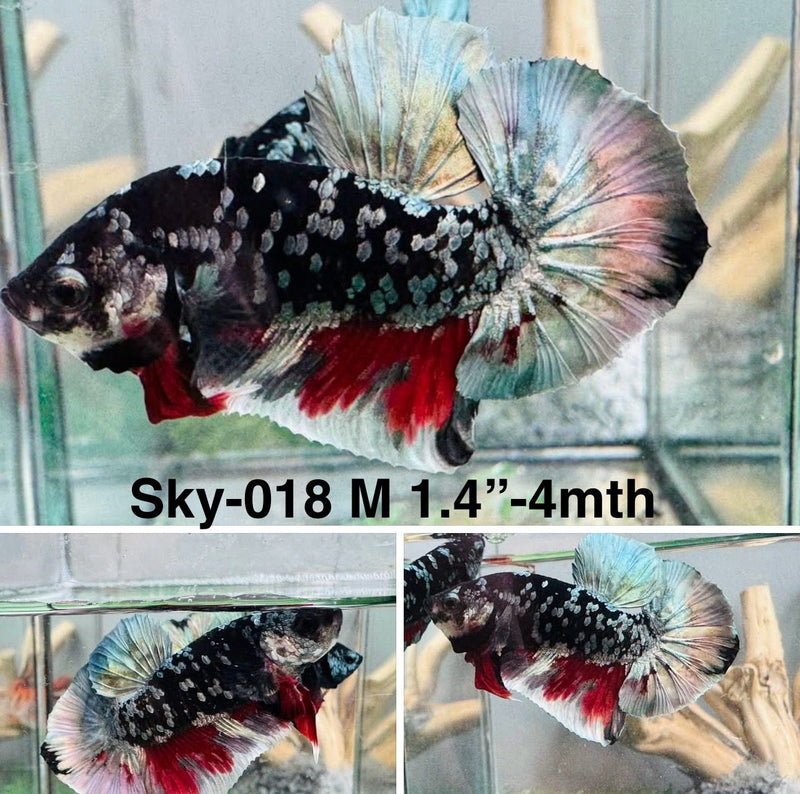Live Male Betta Black copper Galaxy stardust Plakat (Sky-018) High quality what you see what you get!!