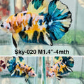 Live Male Betta Yellow Galaxy Koi Plakat (Sky-020) High quality what you see what you get!!