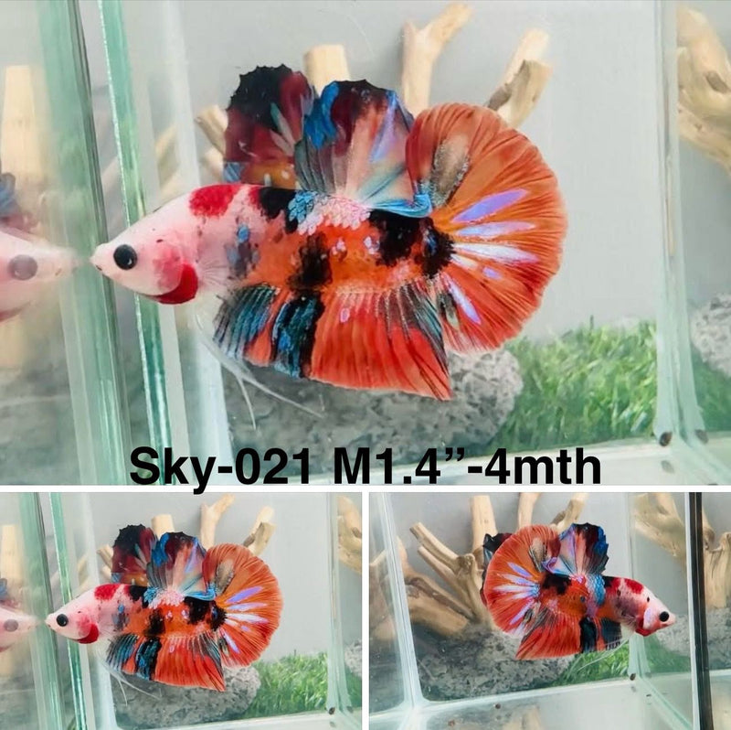 Live Male Betta Galaxy Nemo Plakat (Sky-021) S302 High quality what you see what you get!!
