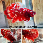 Live Male Betta Red Galaxy Stardust Plakat (Sky-022) High quality what you see what you get!!