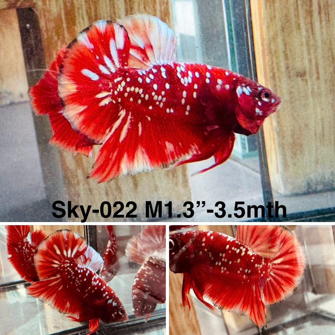 Live Male Betta Red Galaxy Stardust Plakat (Sky-022) High quality what you see what you get!!