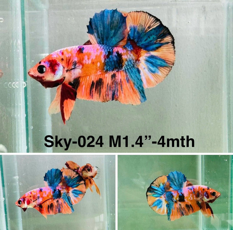 Live Male Betta Galaxy Nemo Plakat (Sky-024) S304 High quality what you see what you get!!