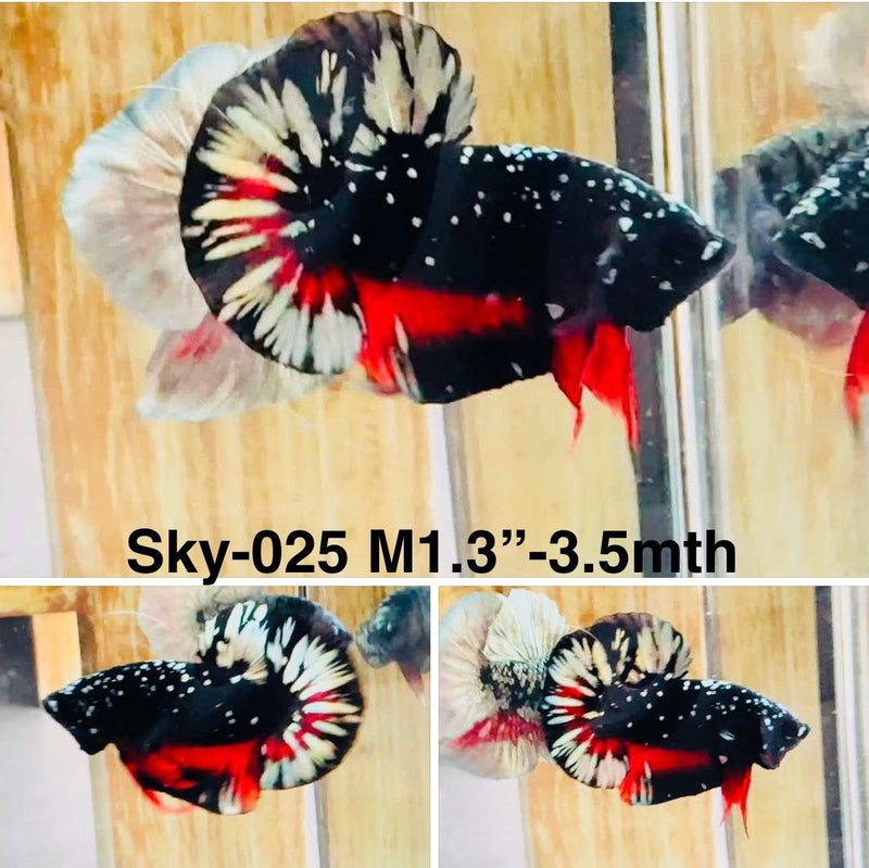 Live Male Betta Black copper Galaxy Stardust Plakat (Sky-025) High quality what you see what you get!!