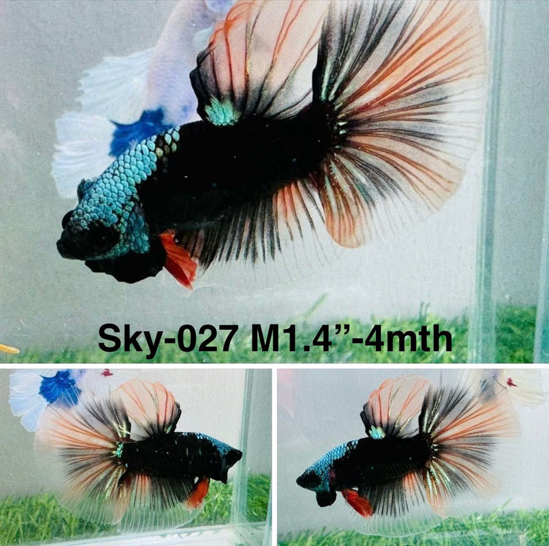 Live Male Betta Black Light Marking Blue Head&skin Halfmoon (Sky-027) S306 High quality what you see what you get!!