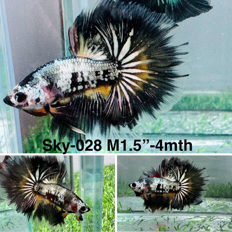 Live Male Betta Fancy Yellow Copper Halfmoon (Sky-028) High quality what you see what you get!!