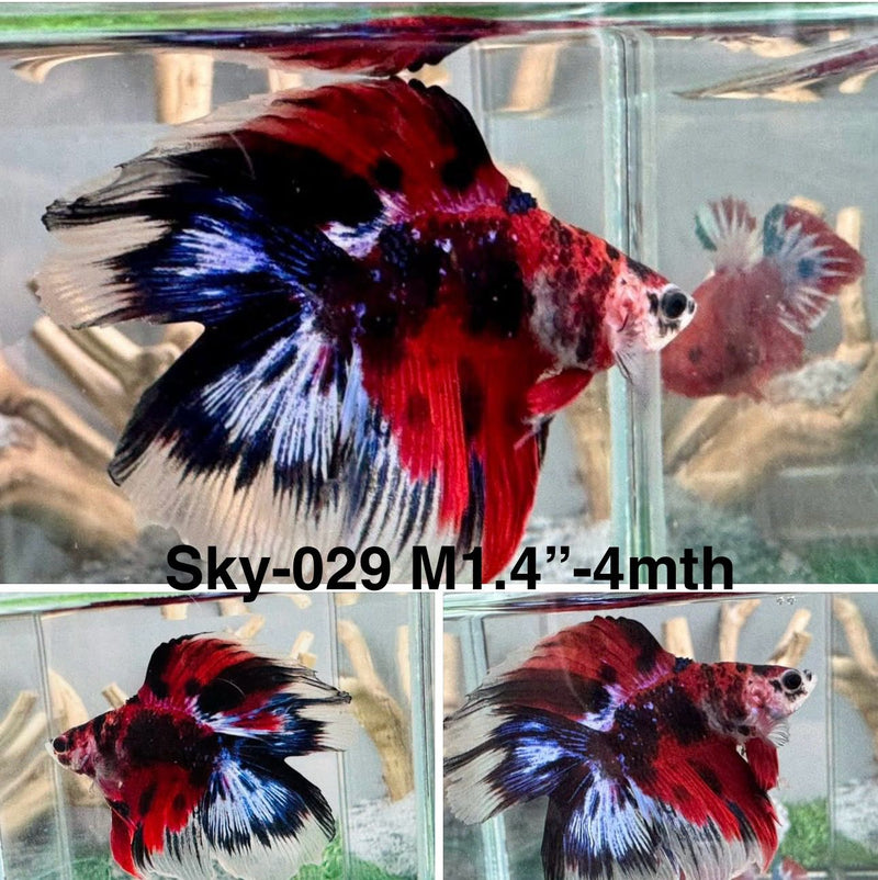 Live Male Betta Red Koi Doubletail Halfmoon (Sky-029) S307 High quality what you see what you get!!