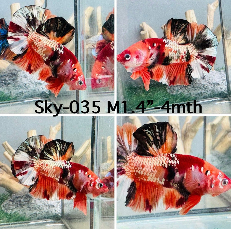 Live Male Betta Copper Nemo Plakat (Sky-035)S015 High quality what you see what you get!!
