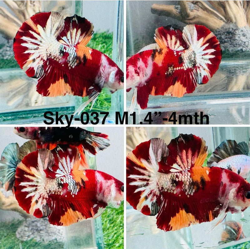 Live Male Betta Red Copper Koi Plakat (Sky-037)S021 High quality what you see what you get!!