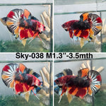 Live Male Betta Copper Nemo Metallic Plakat (Sky-038)S022 High quality what you see what you get!!