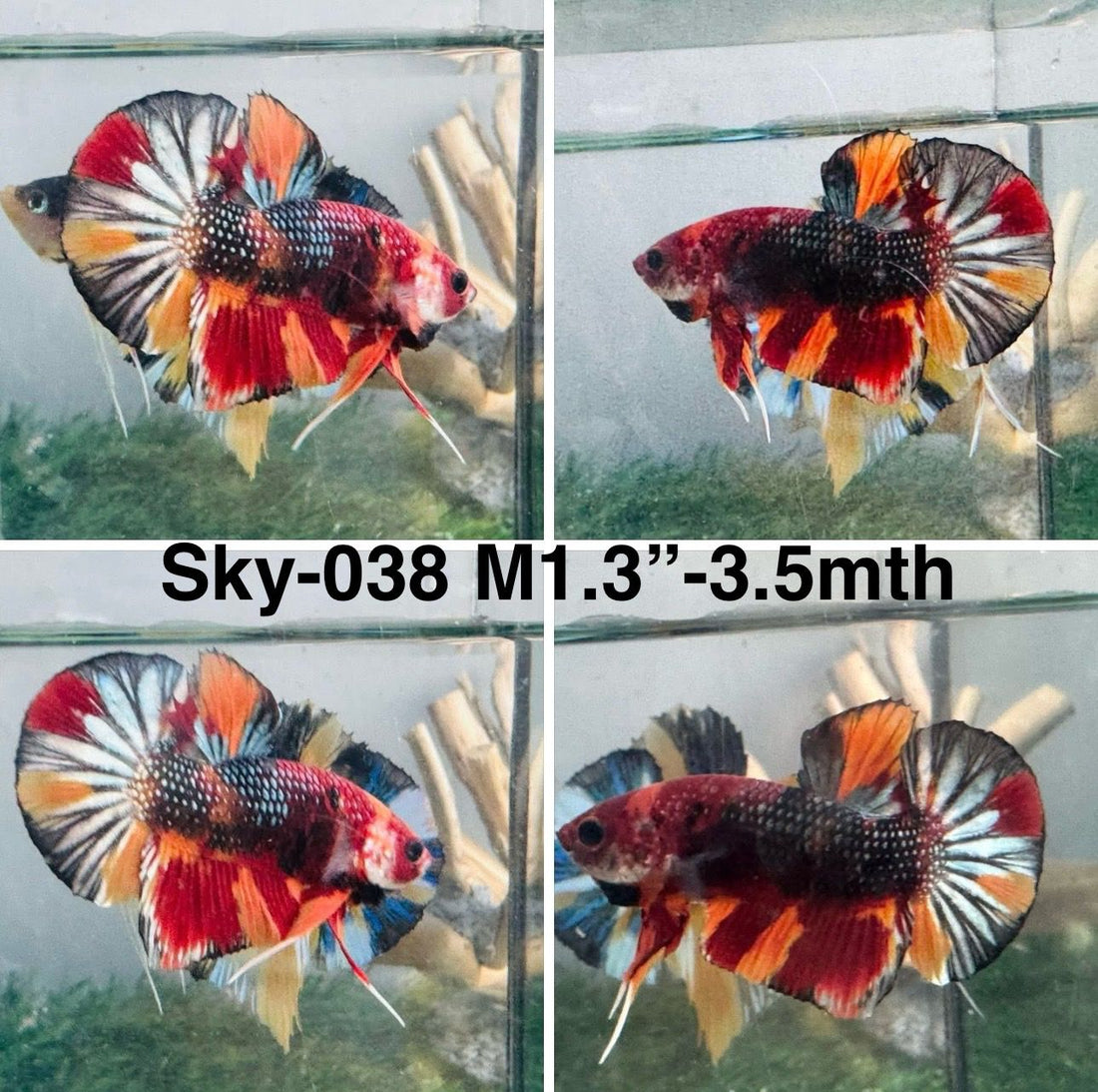 Live Male Betta Copper Nemo Metallic Plakat (Sky-038)S022 High quality what you see what you get!!
