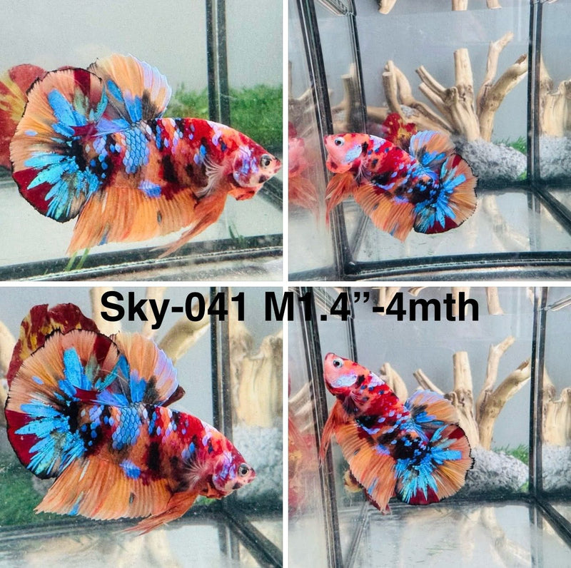 Live Male Betta Galaxy Nemo Plakat (Sky-041)S085 High quality what you see what you get!!
