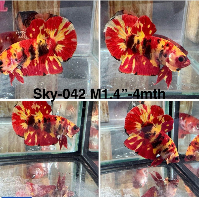 Live Male Betta Red Fire Nemo Plakat (Sky-042)S087 High quality what you see what you get!!