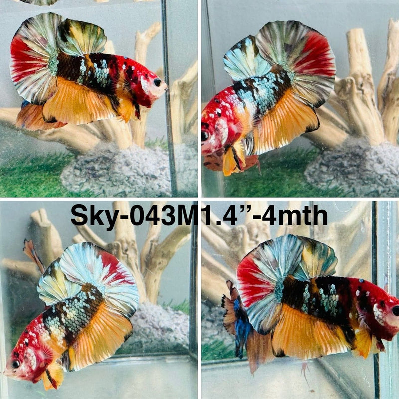 Live Male Betta Galaxy Copper Koi Plakat (Sky-043)S088 High quality what you see what you get!!