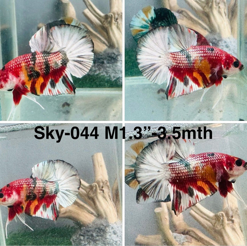 Live Male Betta Red Copper Koi Metalic Plakat (Sky-044)S090 High quality what you see what you get!!