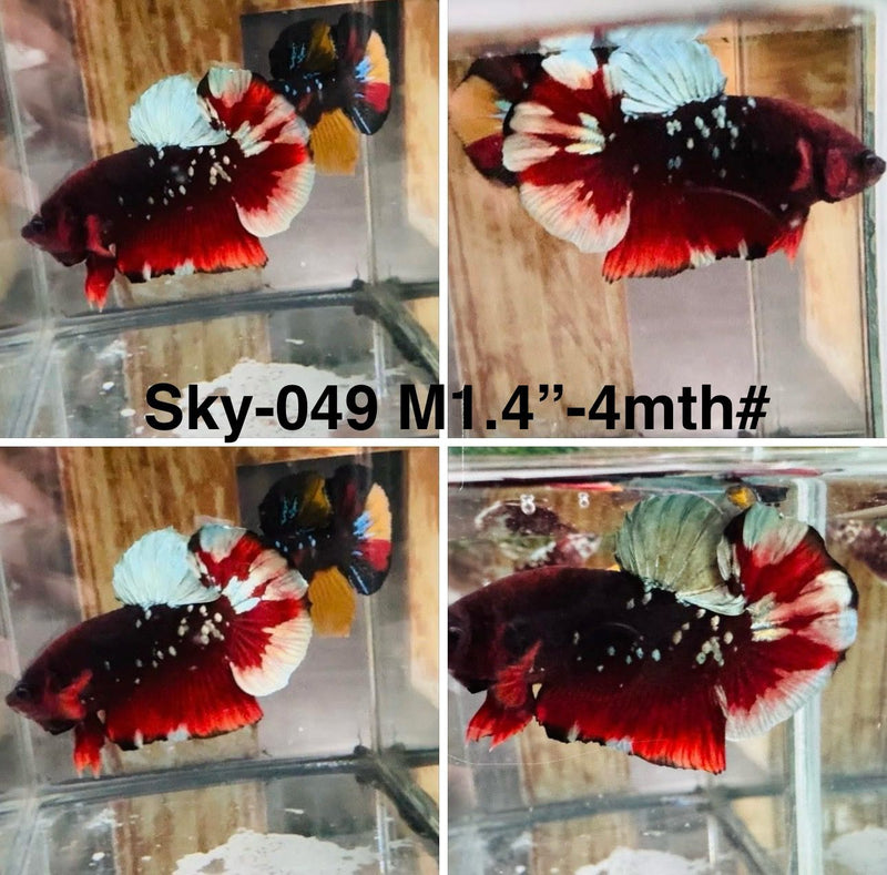 Live Male Betta Galaxy Black Stardust Plakat (Sky-049)S157 High quality what you see what you get!!