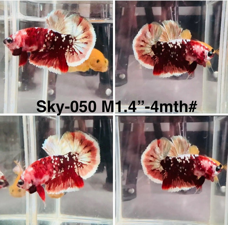 Live Male Betta Red Galaxy Stardust Plakat (Sky-050)S158 High quality what you see what you get!!