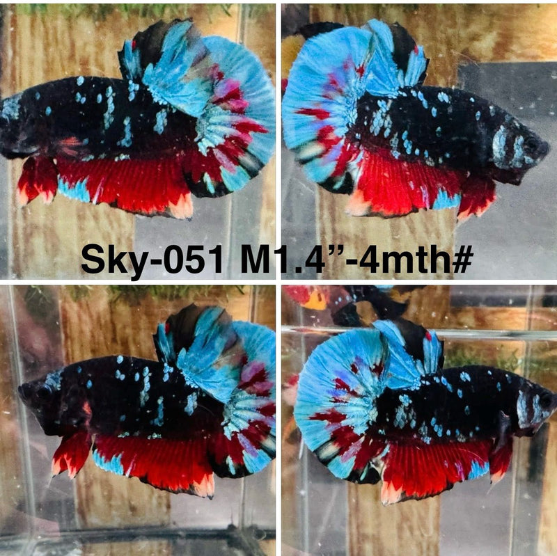 Live Male Betta Blue Black Avatar Plakat (Sky-051)S159 High quality what you see what you get!!
