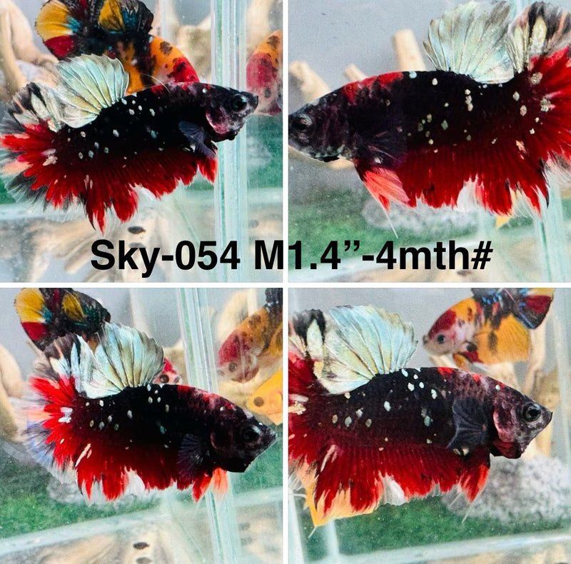 Live Male Betta Red Black Galaxy Stardust Plakat (Sky-054)S162 High quality what you see what you get!!