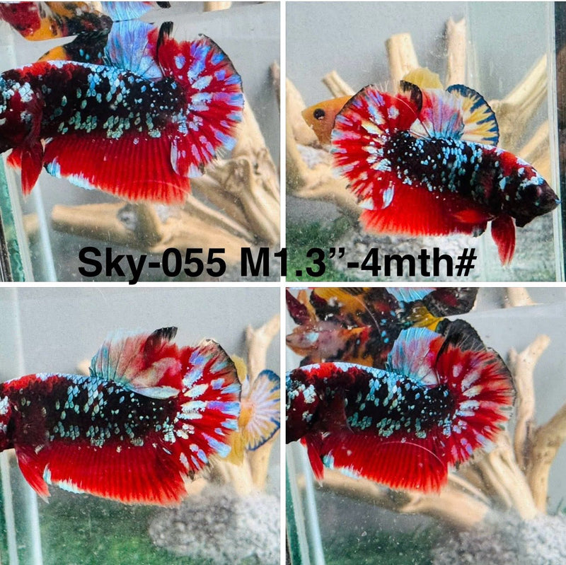 Live Male Betta Red Black Galaxy Koi Plakat (Sky-055)S163 High quality what you see what you get!!