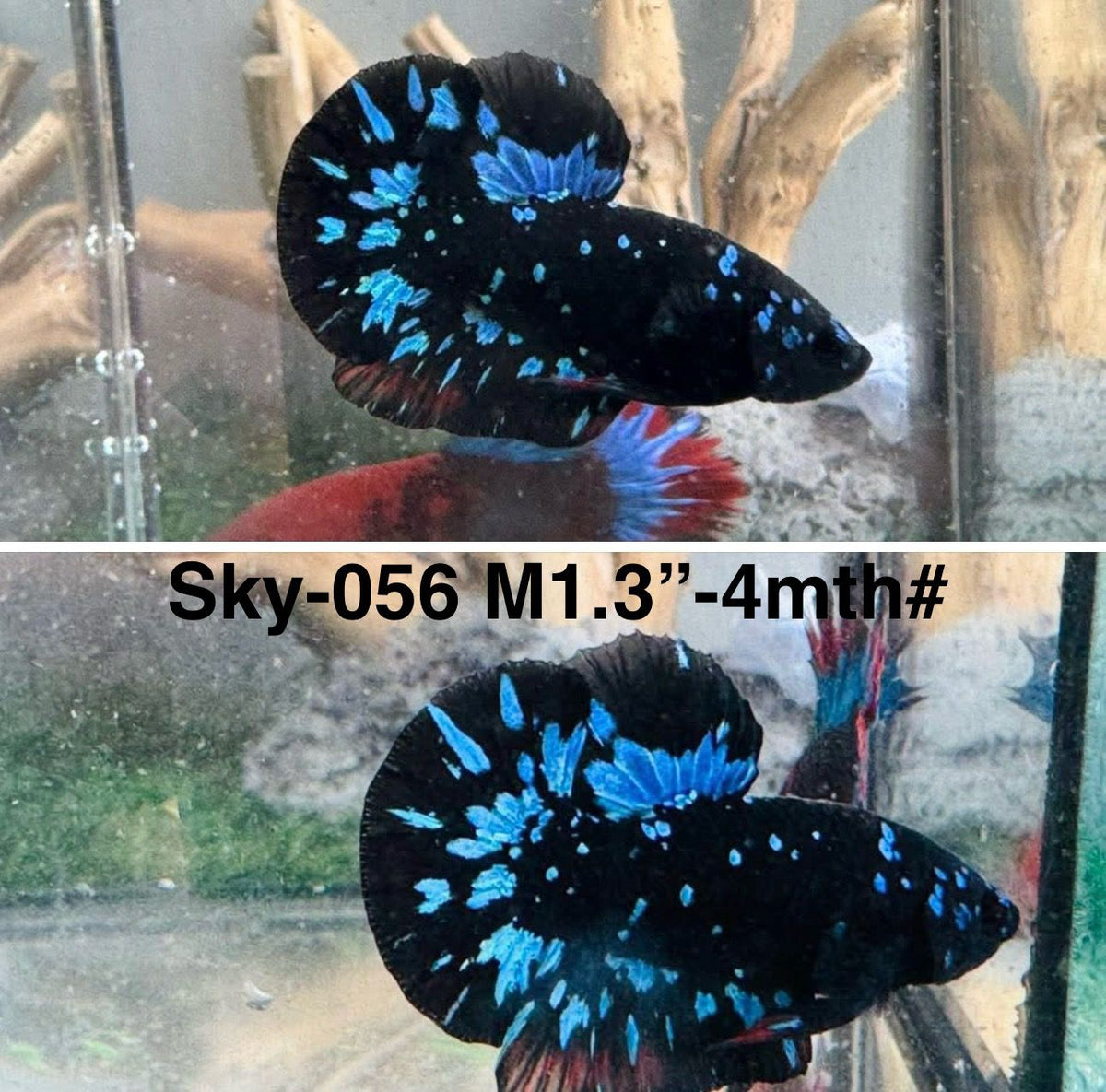 Live Male Betta Black Galaxy Avatar Plakat (Sky-056) High quality what you see what you get!!