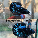 Live Male Betta Black Galaxy Avatar Plakat (Sky-056) High quality what you see what you get!!