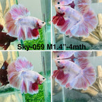 Live Male Betta Fancy Pink Tone Pastel colors Halfmoon (Sky-059) High quality what you see what you get!!