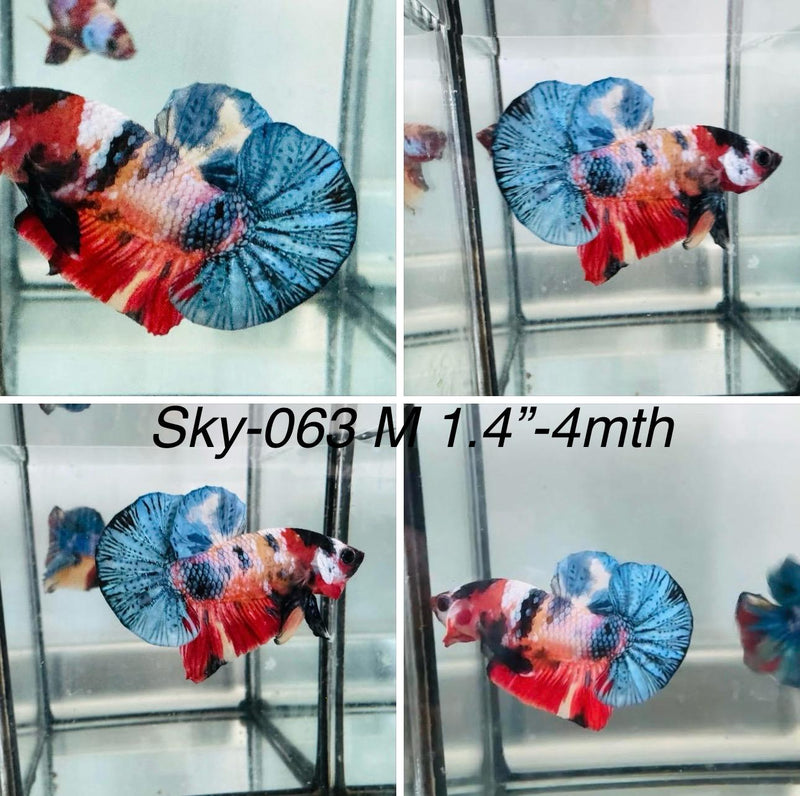 Live Male Betta Fancy Koi Plakat (Sky-063) S058 High quality what you see what you get!!