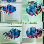 Live Male Betta Candy mixed colors White skin Plakat (Sky-065)  High quality what you see what you get!!