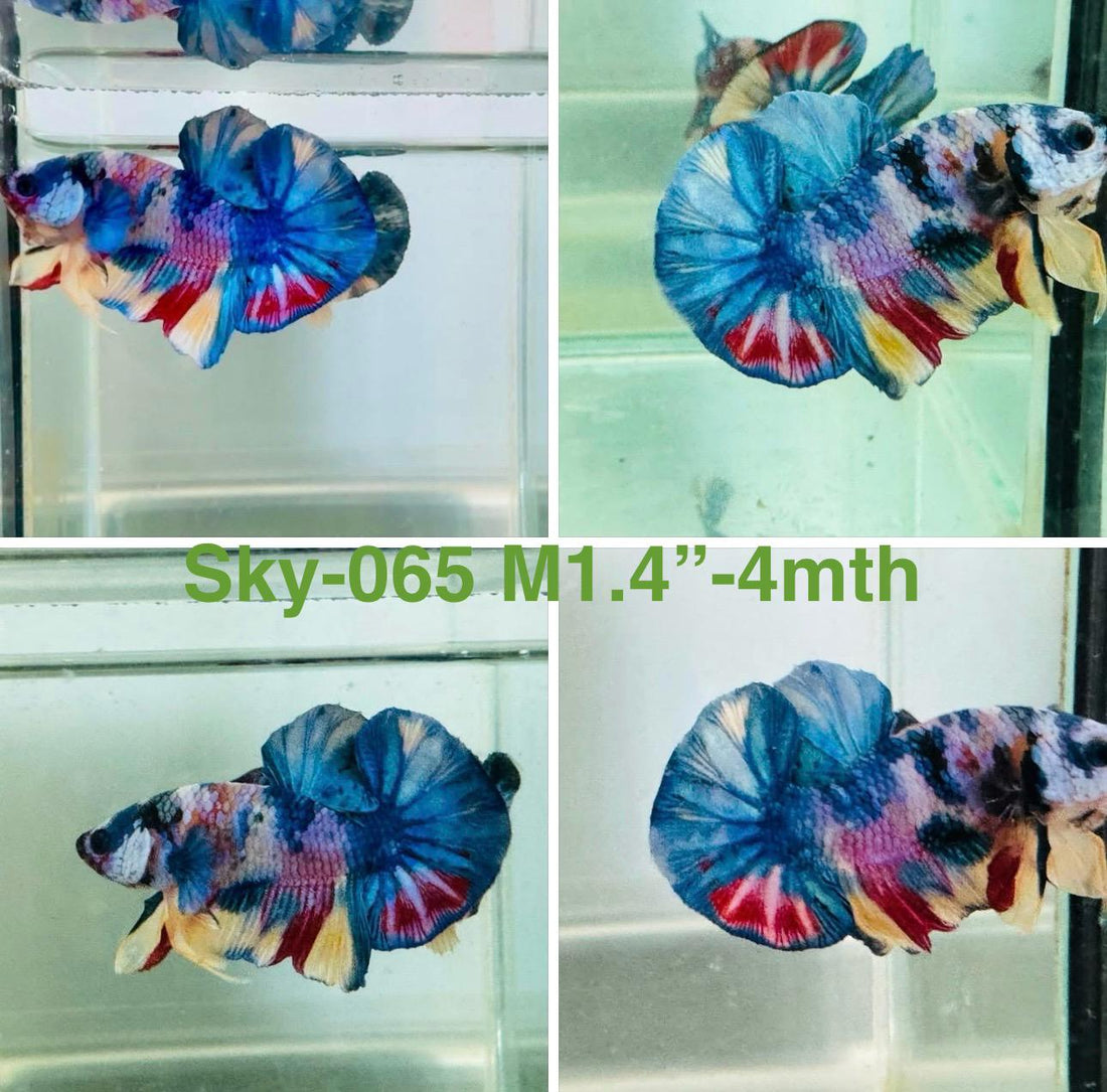Live Male Betta Candy mixed colors White skin Plakat (Sky-065)  High quality what you see what you get!!