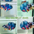 Live Male Betta Candy mixed colors White skin Plakat (Sky-065)  High quality what you see what you get!!