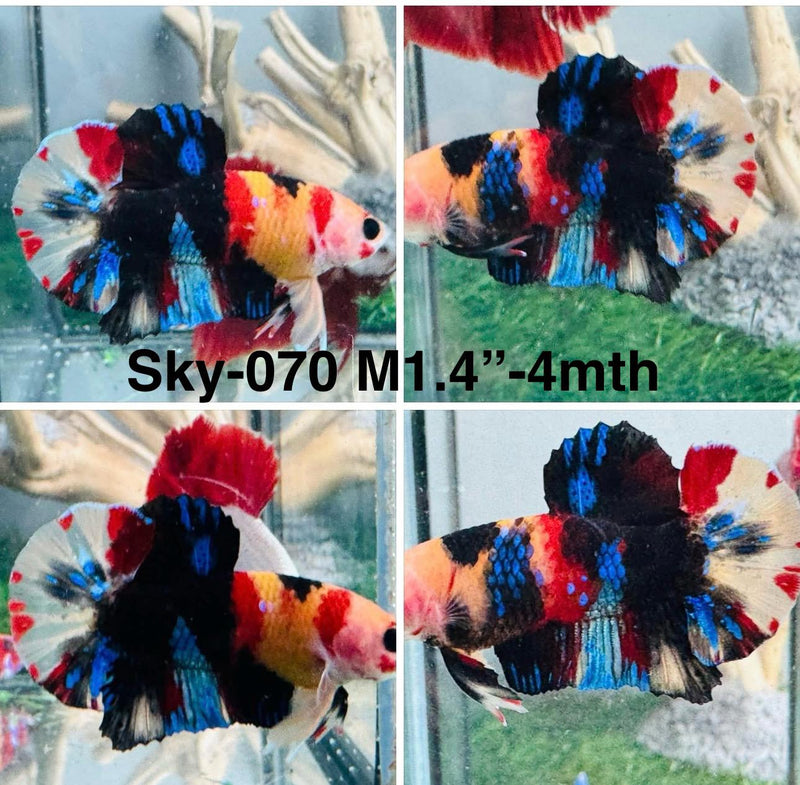 Live Male Betta Galaxy Black Koi Plakat (Sky-070) S347 High quality what you see what you get!!