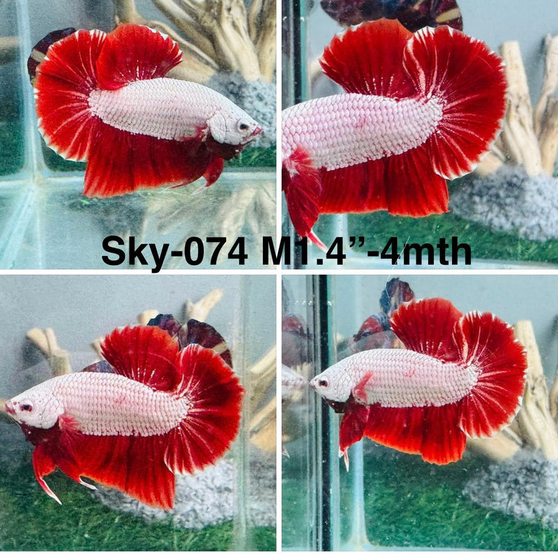 Live Male Betta Red Dragon Plakat (Sky-074) S206 High quality what you see what you get!!