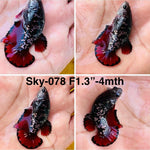 Live Female Betta Black Copper Galaxy Plakat (Sky-078) High quality what you see what you get!!i