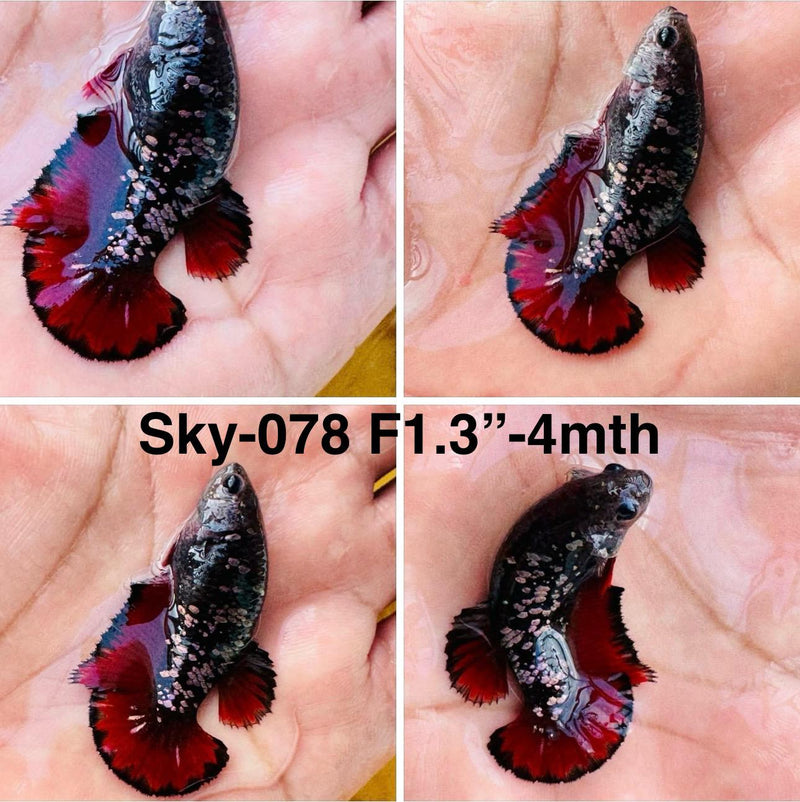 Live Female Betta Black Copper Galaxy Plakat (Sky-078) High quality what you see what you get!!i