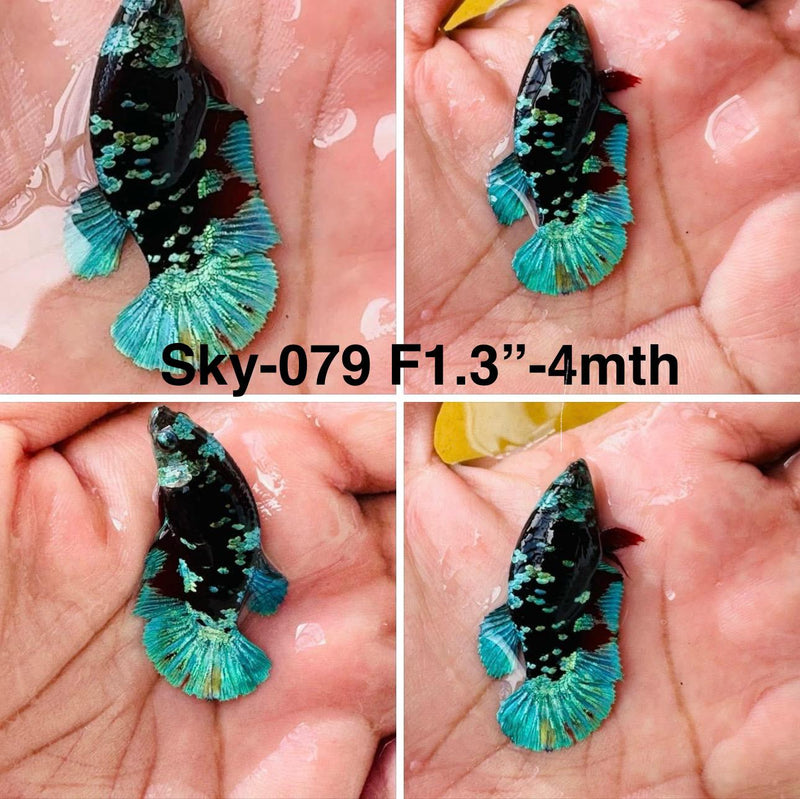 Live Female Betta Black Galaxy Avatar Plakat (Sky-079) High quality what you see what you get!!i