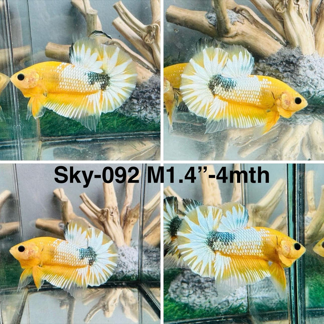 Live Male Betta Fancy Yellow Hellboy Startail Plakat (Sky-092) High quality what you see what you get!!i