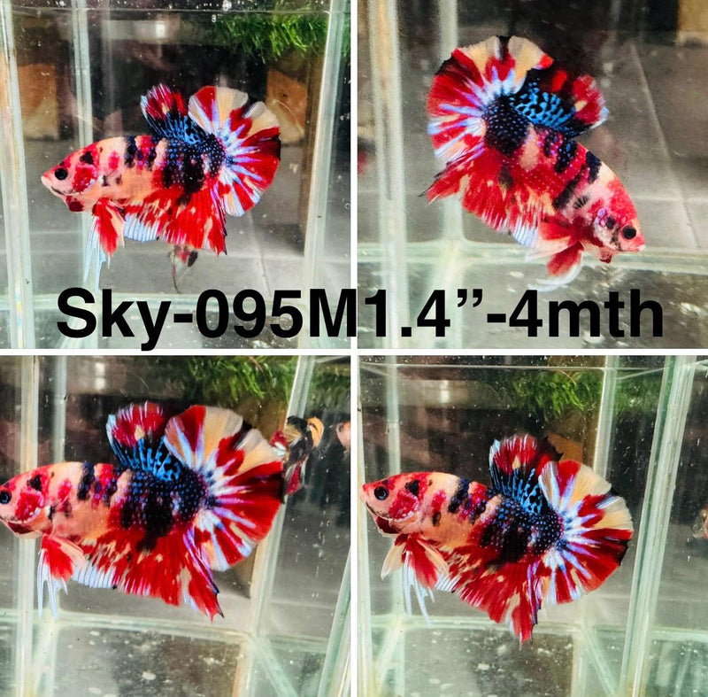 Live Male Betta Red Metallic Koi Plakat (Sky-095) S085 High quality what you see what you get!!