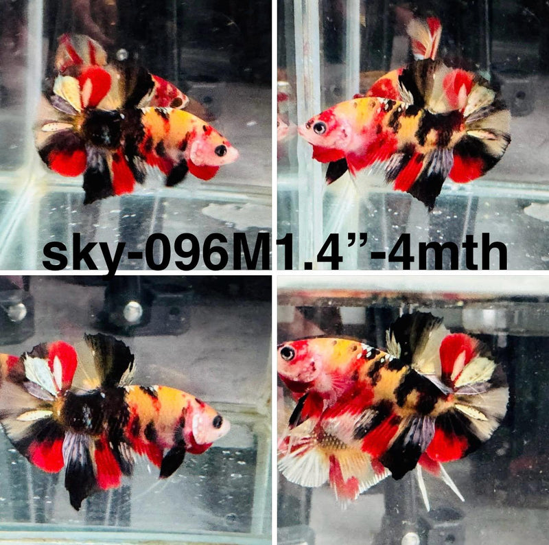 Live Male Betta Black Red Copper Koi Plakat (Sky-096) S157 High quality what you see what you get!!