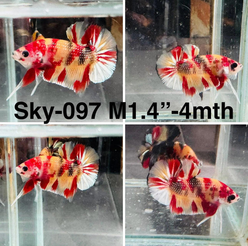 Live Male Betta Nemo Metallic Plakat (Sky-097) S163 High quality what you see what you get!!