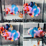 Live Male Betta Candy marble mixed colors Plakat (Sky-102) High quality what you see what you get!!