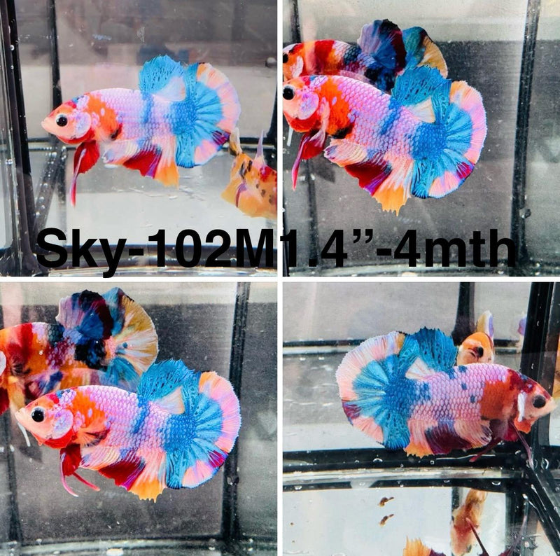 Live Male Betta Candy marble mixed colors Plakat (Sky-102) High quality what you see what you get!!