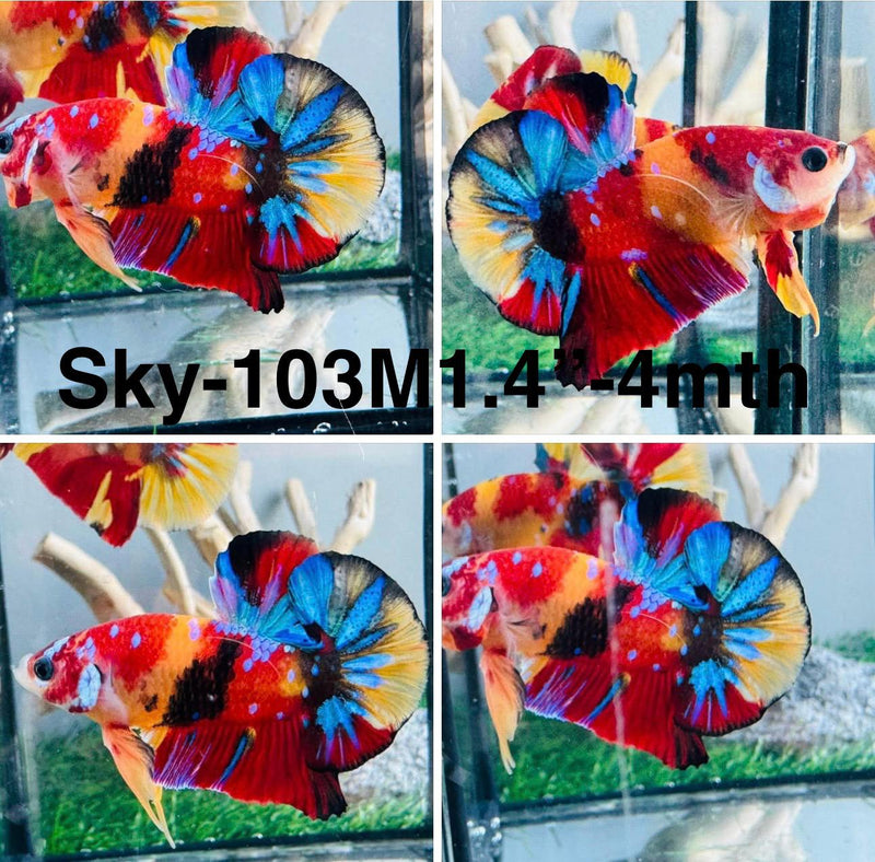 Live Male Betta Galaxy Nemo mixed colors Plakat (Sky-103) S306 High quality what you see what you get!!